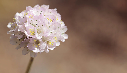 closeup photo of white petaled flower thumbnail