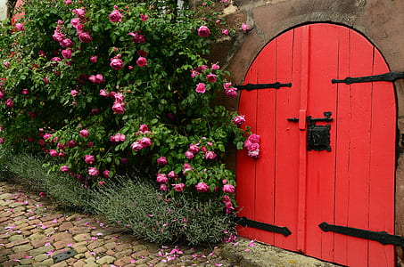red wooden door near pink petaled flowers thumbnail