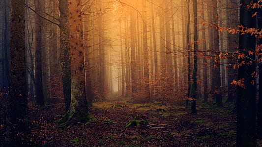 photo of forest with brown leafed trees thumbnail