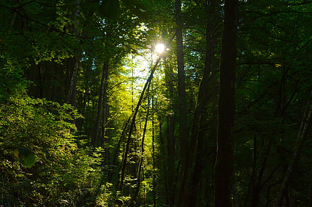 forest during daytime thumbnail