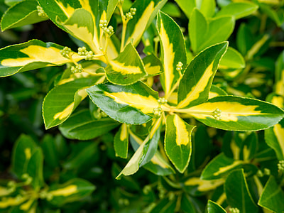 closeup photo of green leaf plant thumbnail