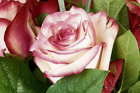 white and red rose close up photography thumbnail