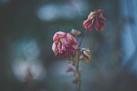 shallow focus photography of pink roses thumbnail