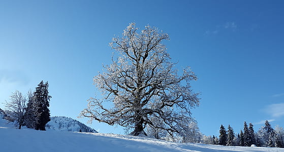 white leafed trees during daytime thumbnail