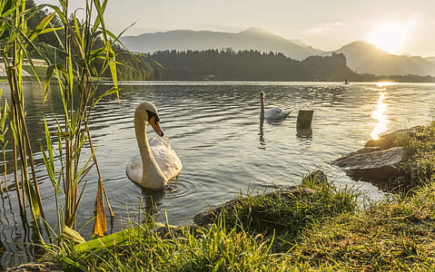 white swans on pond during sunrise thumbnail