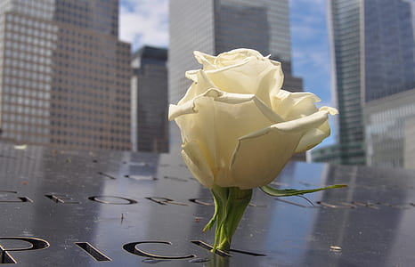 closeup view of white rose thumbnail