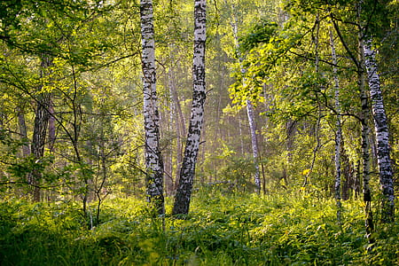 landscape of rain forest during daytime thumbnail