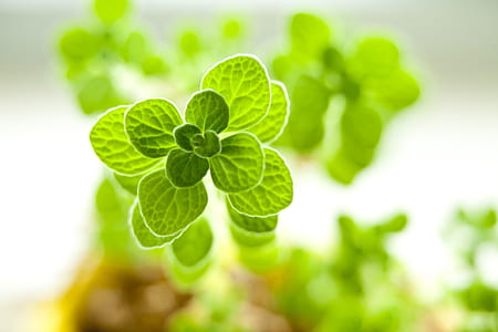 macro photography of green leafed plants thumbnail