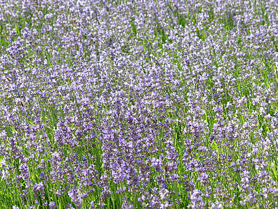 Lavender, Lavender Field thumbnail