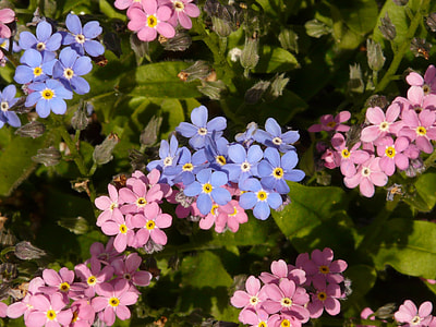 Forget Me Not, Forget My Not thumbnail