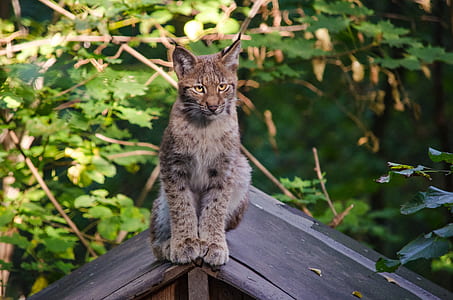 brown cat thumbnail