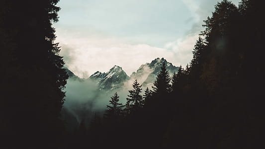 silhouette of trees with sea of clouds thumbnail
