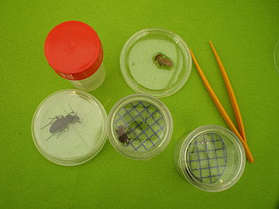 Insects, Experience thumbnail
