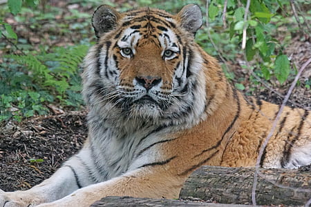 macro shot photography of tiger thumbnail