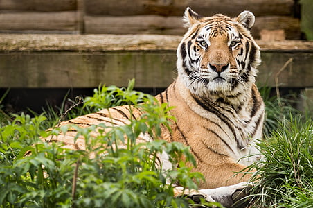 Bengal tiger on grass field thumbnail