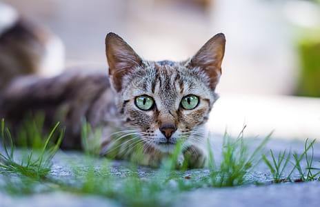 Cat Lying on Pavement thumbnail