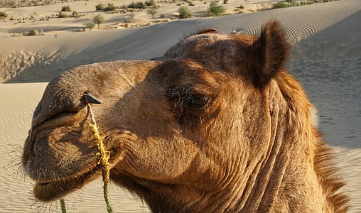 brown camel thumbnail
