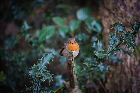 gray and orange bird perched on tree branch thumbnail