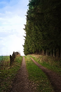 green leafed trees during daytime thumbnail