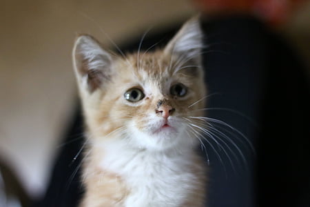focus photography of short-furred orange tabby kitten thumbnail