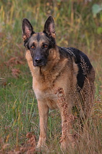 brown and black German Shepherd on grass field thumbnail