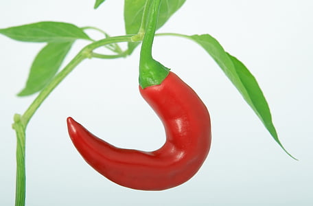 close-up photography of red chili pepper thumbnail