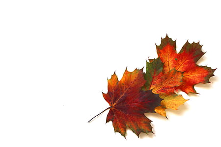 photo of orange and yellow leaf thumbnail
