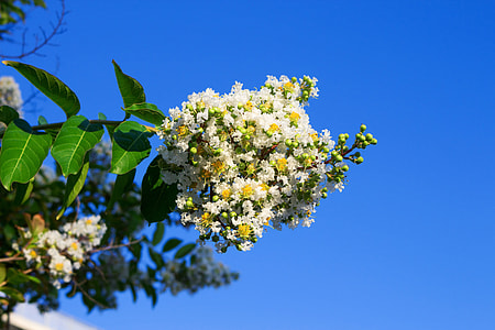 Lagerstroemia Indica, Espumilla thumbnail
