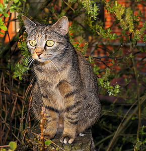 brown tabby cat thumbnail