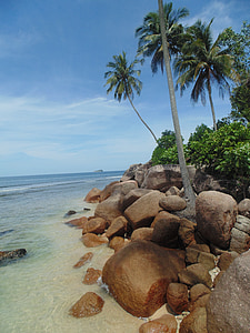 brown coconut tree thumbnail