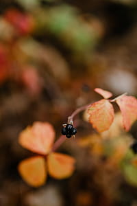 Autumn walk to the forest in foggy weather thumbnail