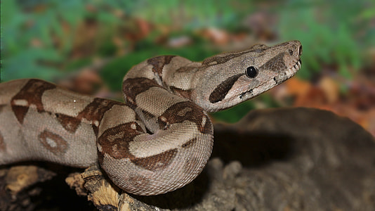 brown snake on rock thumbnail