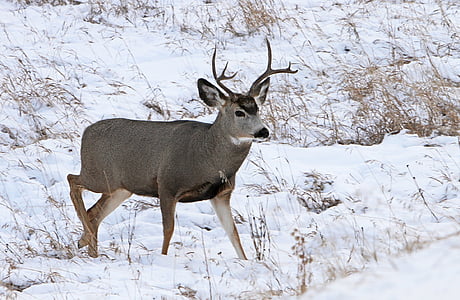 brown deer on snow during daytime thumbnail