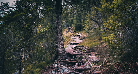 pathway between trees thumbnail