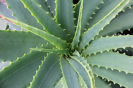 closeup photo of green needle leaf plant thumbnail