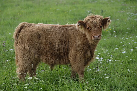 brown ox on grass field during daytime thumbnail