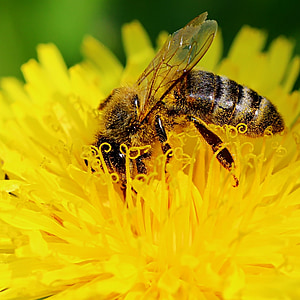 selective focus photography of honey bee perched on flower thumbnail