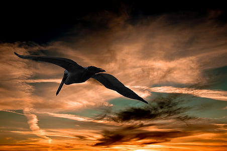 brown pelican flying under sky thumbnail