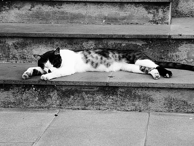 grayscale photography of sleeping cat thumbnail