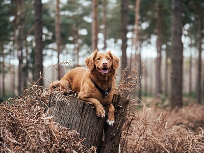 adult Nova Scotia duck tolling retriever lying on tree stump during daytime thumbnail