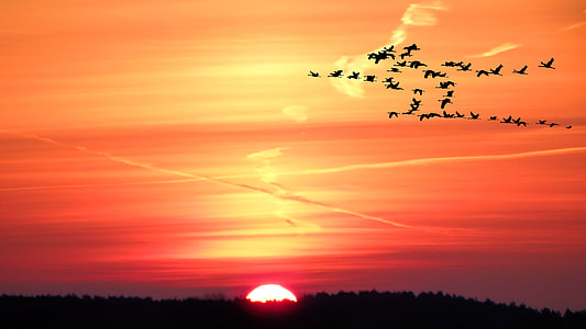 silhouette photo of birds in flight thumbnail