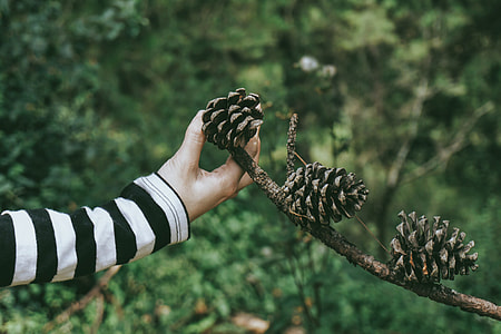 Closeup shot of a woman holding a tree cone thumbnail
