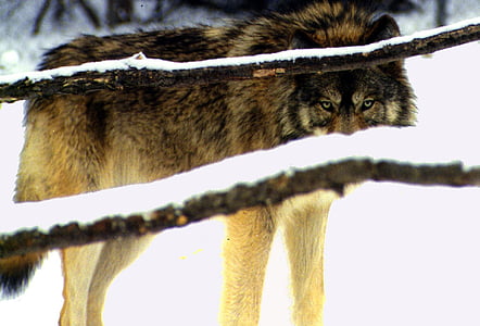 brown and black wolf on snow thumbnail