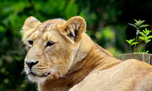 adult lioness close-up photo thumbnail