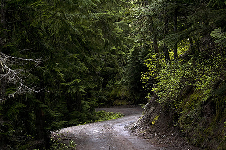 empty pathway between green trees during daytime thumbnail