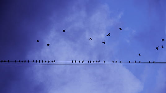 Silhouette Photography of Birds in Flight and Perched on Electricity Line thumbnail