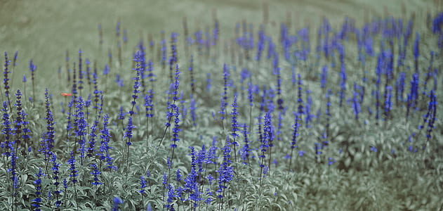 Blue and Green Flowers thumbnail