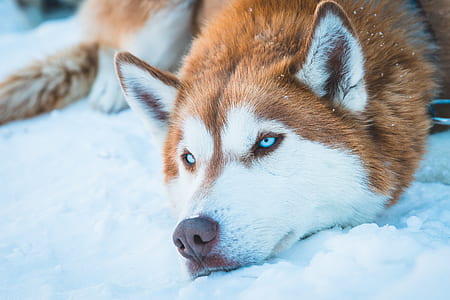 copper and white Siberian husky prone lying on snow field at daytime thumbnail