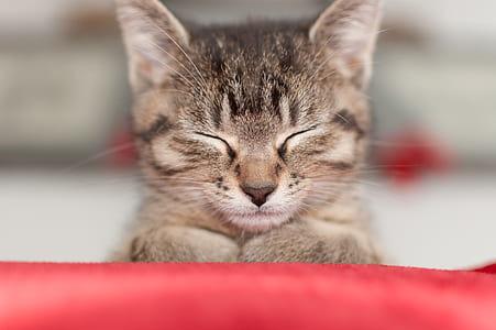 photo of brown tabby kitten thumbnail