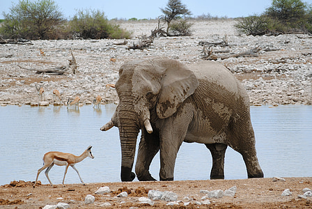 elephant and reindeer on field during daytime thumbnail